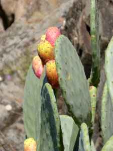 Cactus figs skewers