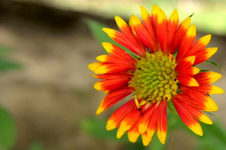 flower