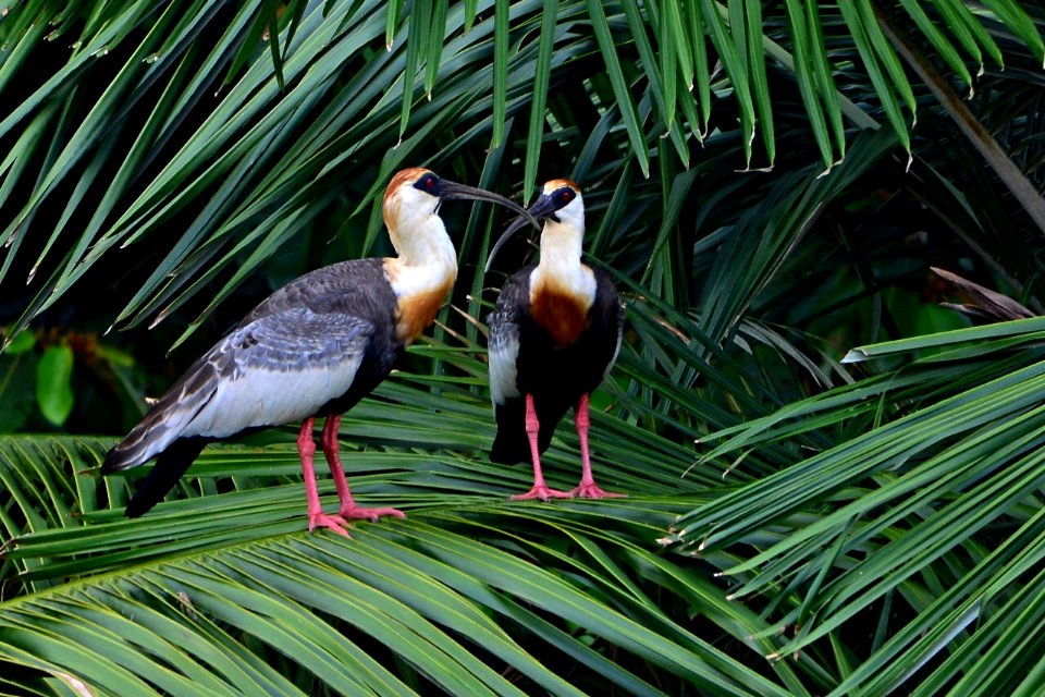 Theristicus caudatus - Coclí - Bandurria - Buff-Necked Ibis