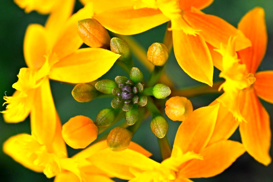 Epidendrum ibaguense - Orquídea Pajarito