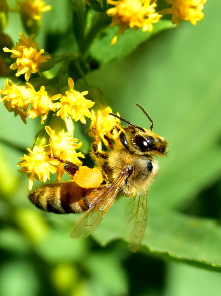 Honey bee along Bear River in Wyoming