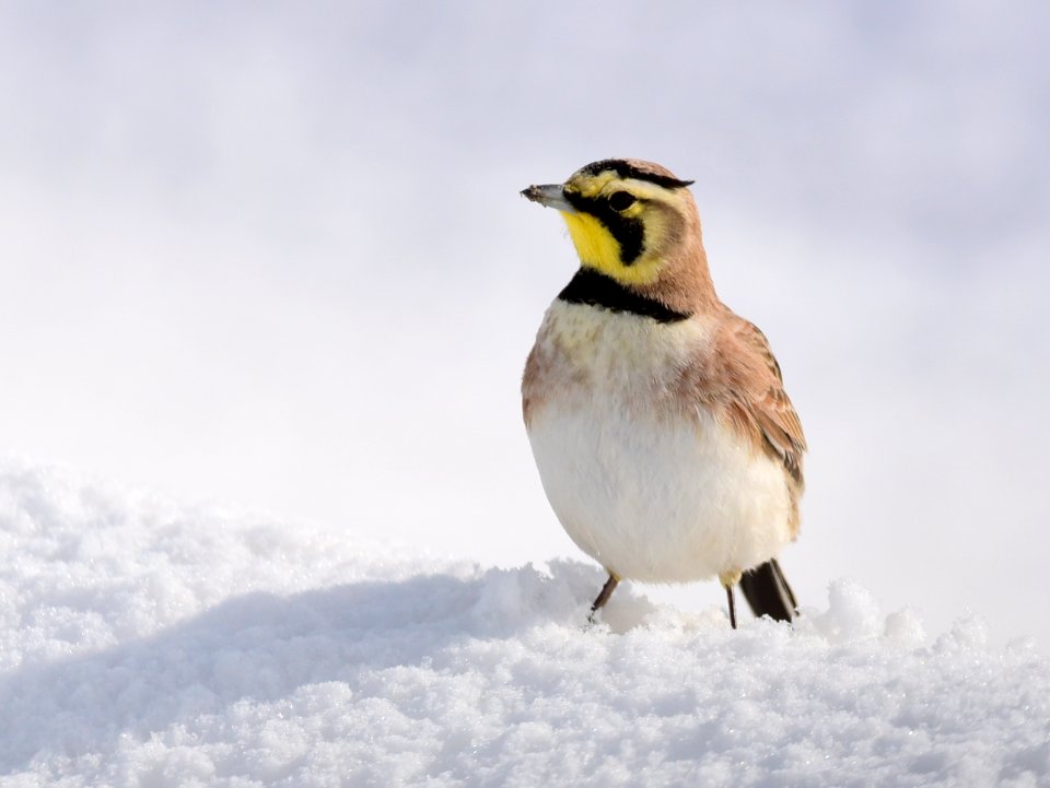 Horned Lark at Seedskadee National Wildlife Refuge