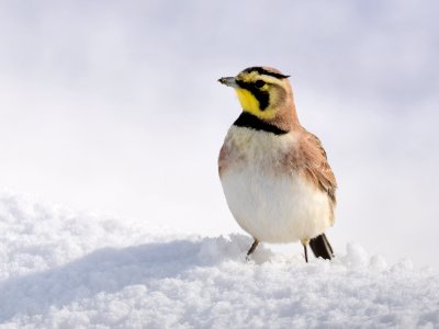 Horned Lark at Seedskadee National Wildlife Refuge