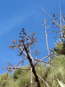 Cactus sky blue