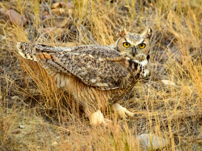 Great horned owl at Seedskadee National Wildlife Refuge photo
