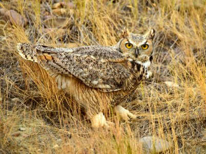 Great horned owl at Seedskadee National Wildlife Refuge