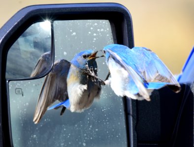 Mountain bluebird at Seedskadee National Wildlife Refuge