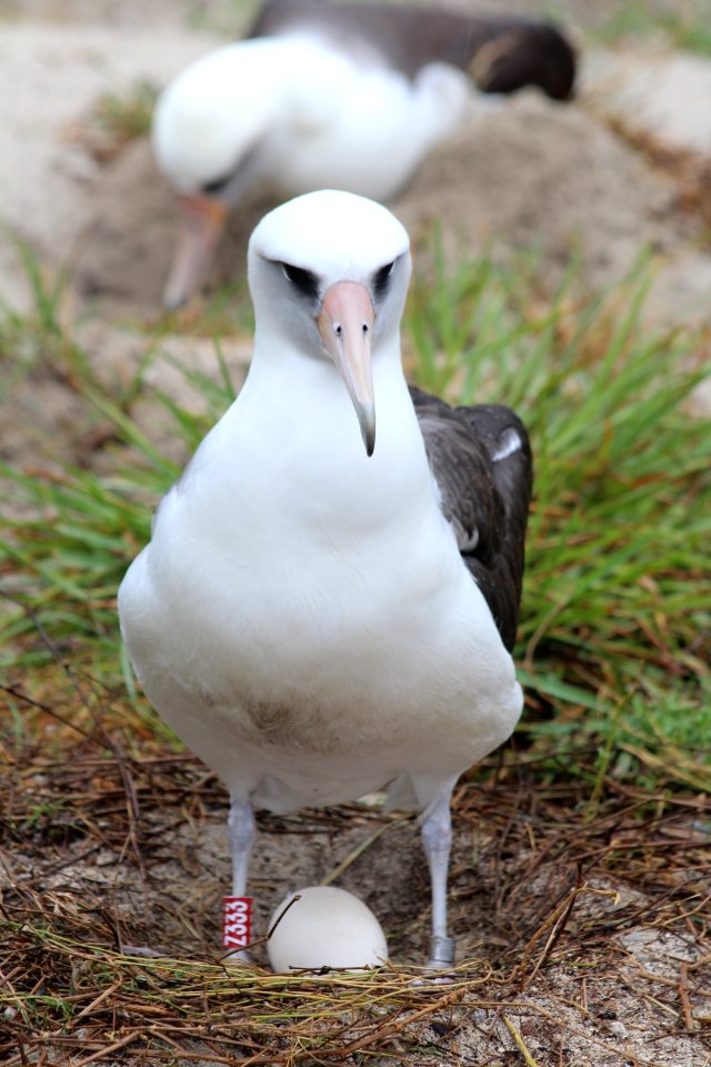 Wisdom incubating her egg, December 2018. Photo credit: Madalyn Riley/USFWS Volunteer photo