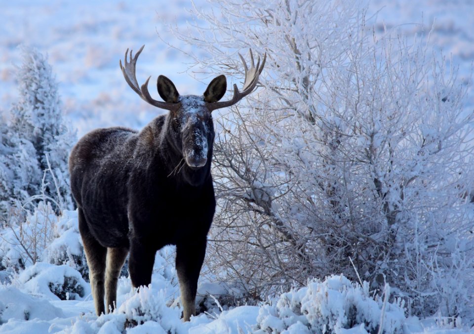 Moose at Seedskadee National Wildlife Refuge