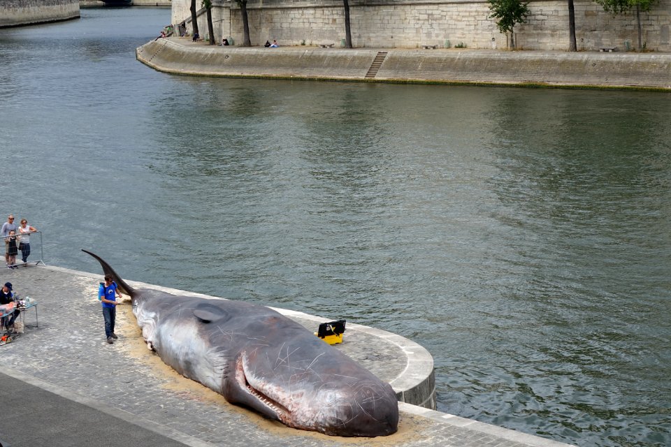 Cachalot échoué en bord de Seine