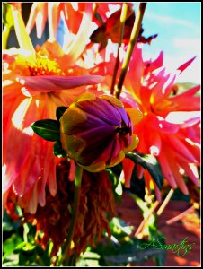 Flor 27