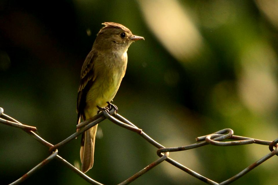 Contopus sordidulus - Atrapamoscas o Pibí Occidental - Western Wood-Pewee