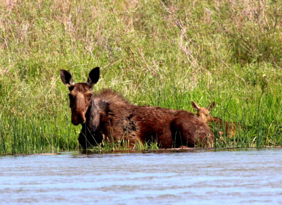 Moose and calf at Seedskadee National Wildlife Refuge
