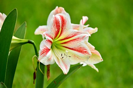 Hippeastrum (prob. striatum). Azucena. Lirio. Tulipán