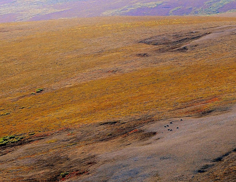 2015 BELA Muskox Aerial KenHill