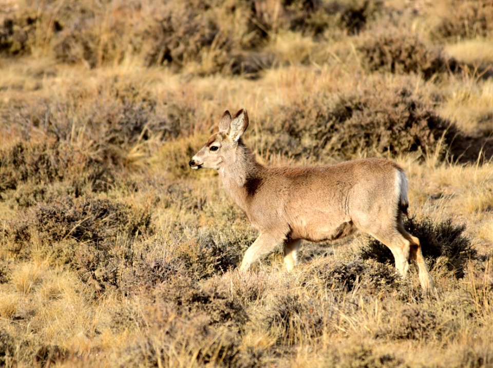 Mule deer at Seedskadee National Wildlife Refuge