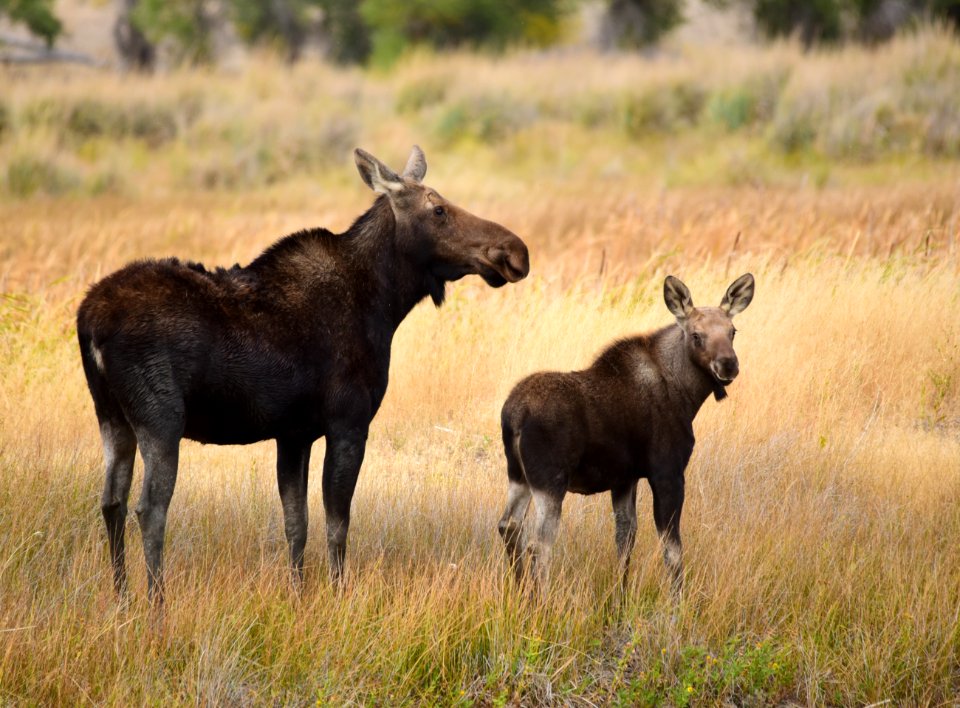 Moose on Seedskadee National Wildlife Refuge