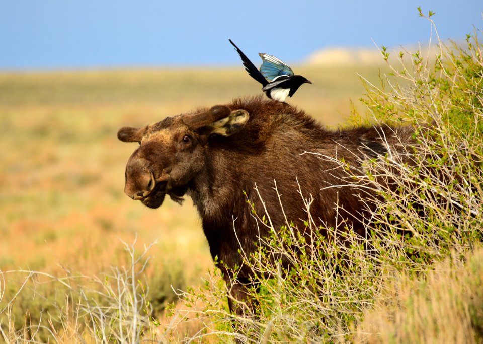 Moose at Seedskadee National Wildlife Refuge
