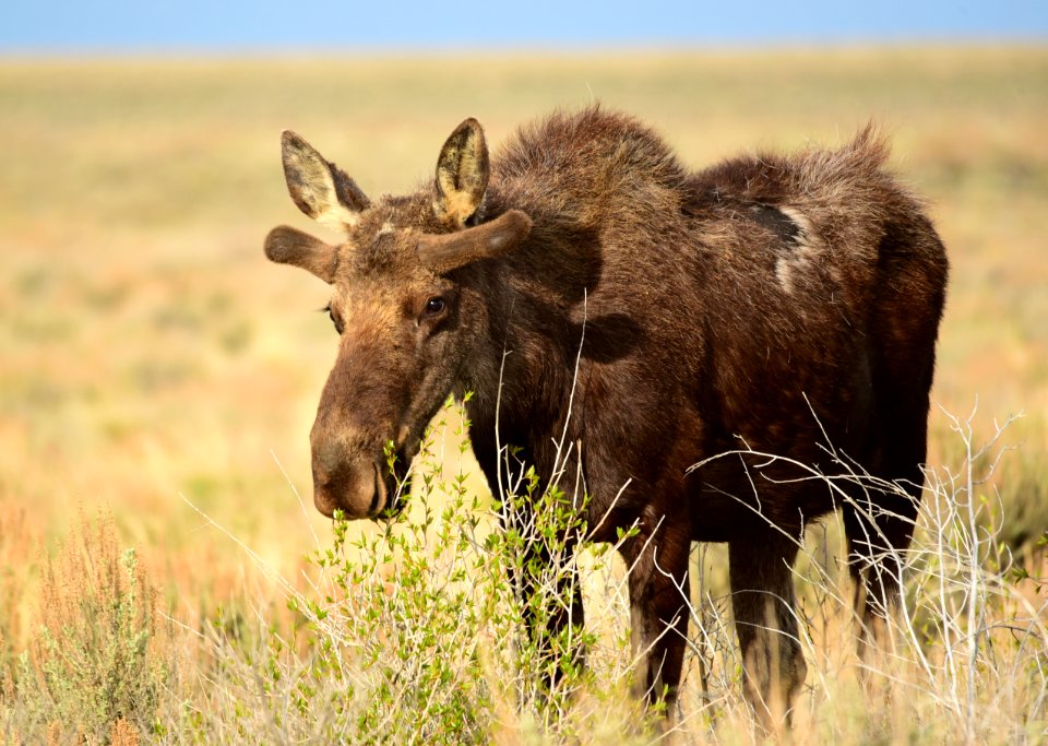 Moose at Seedskadee National Wildlife Refuge