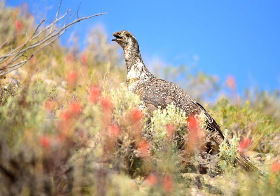 Greater sage-grouse at Seedskadee National Wildlife Refuge