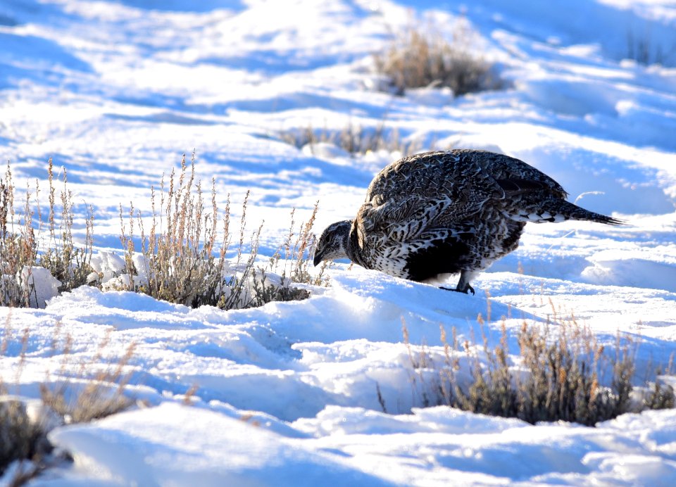 Greater sage-grouse on Seedskadee National Wildlife Refuge