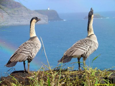 Nene at Kilauea Point