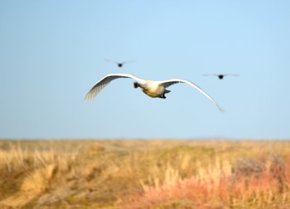 Trumpeter swan at Seedskadee National Wildlife Refuge