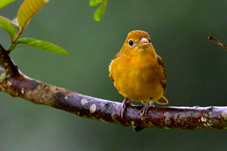 Piranga rubra - Piranga abejera - Hecpatic tanager