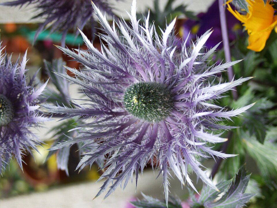 Nature closeup jagged petals