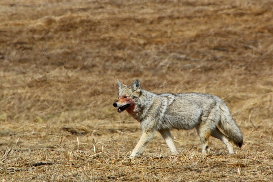 A well-fed canine