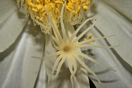 Dama (Reina) de la noche, Flor de baile,  Pluma de Santa Teresa (Epiphyllum oxypetalum)