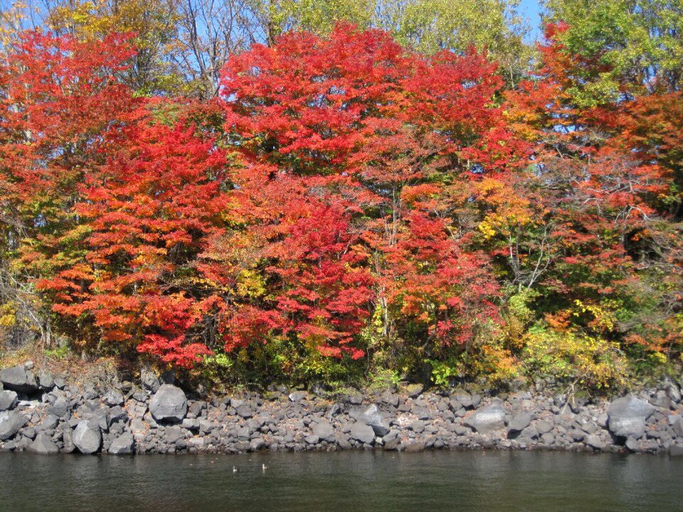 Colorful woods forest photo