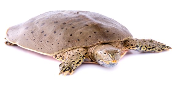 Spiny Softshell Turtle (Apalone spinifera) photo