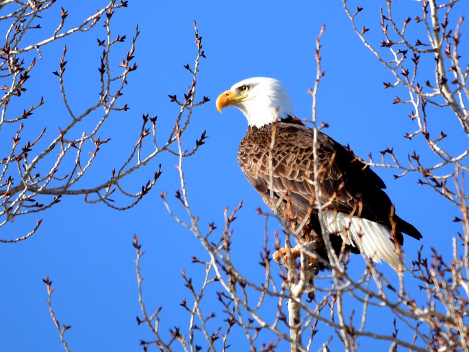 Bald eagle on Seedskadee National Wildlife Refuge