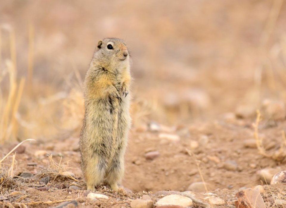 Wyoming ground squirrel at Seedskadee National Wildlife Refuge