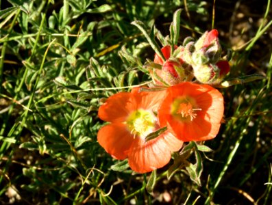 Scarlet globemallow on Arapaho National Wildlife Refuge
