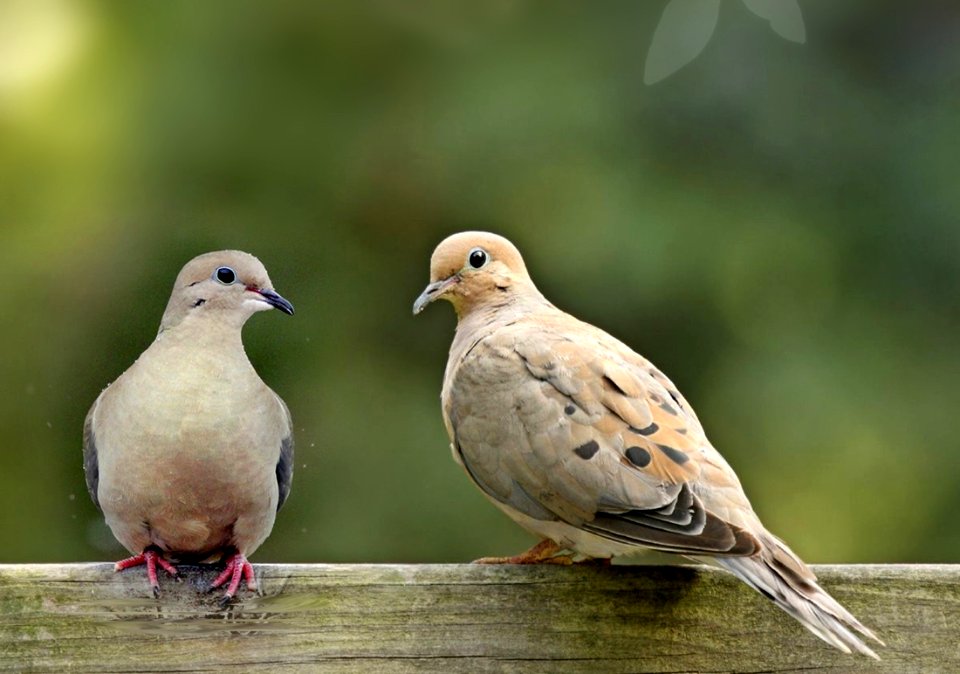 Mourning doves on balcony