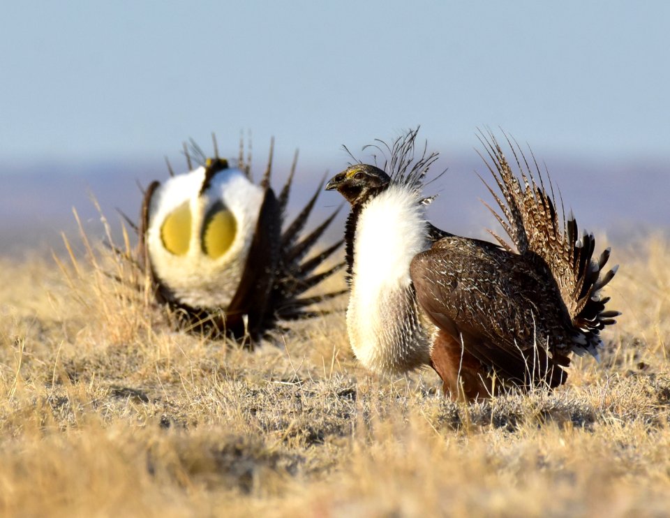 Greater sage-grouse near Seedskadee National Wildlife Refuge
