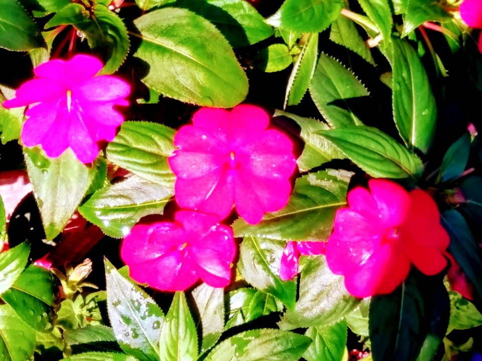 IMAG0054