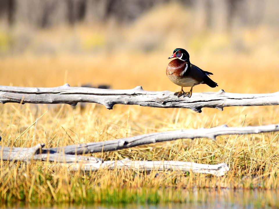 Wood duck at Seedskadee National Wildlife Refuge