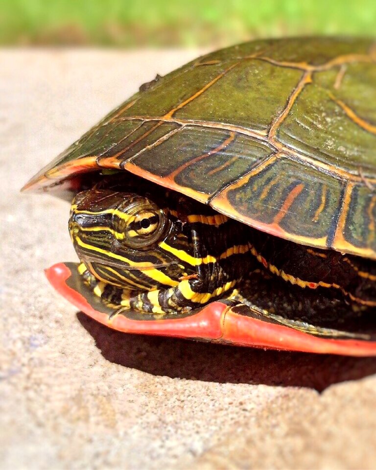 Wildlife nature reptile