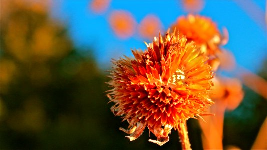 Roadside flora, in Nebraska