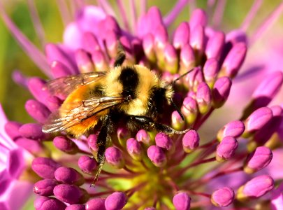 Bombus huntii Hunt's bumble bee on Seedskadee National Wildlife Refuge