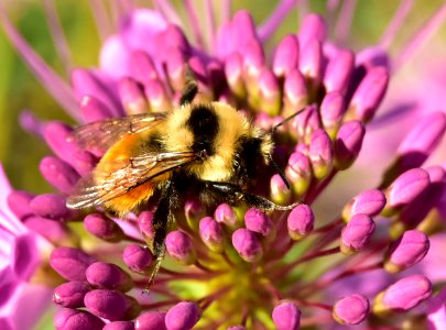 Bombus huntii Hunt's bumble bee on Seedskadee National Wildlife Refuge photo