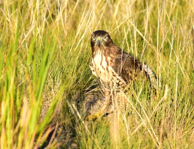 Juvenile red-tailed hawk at Seedskadee National Wildlife Refuge