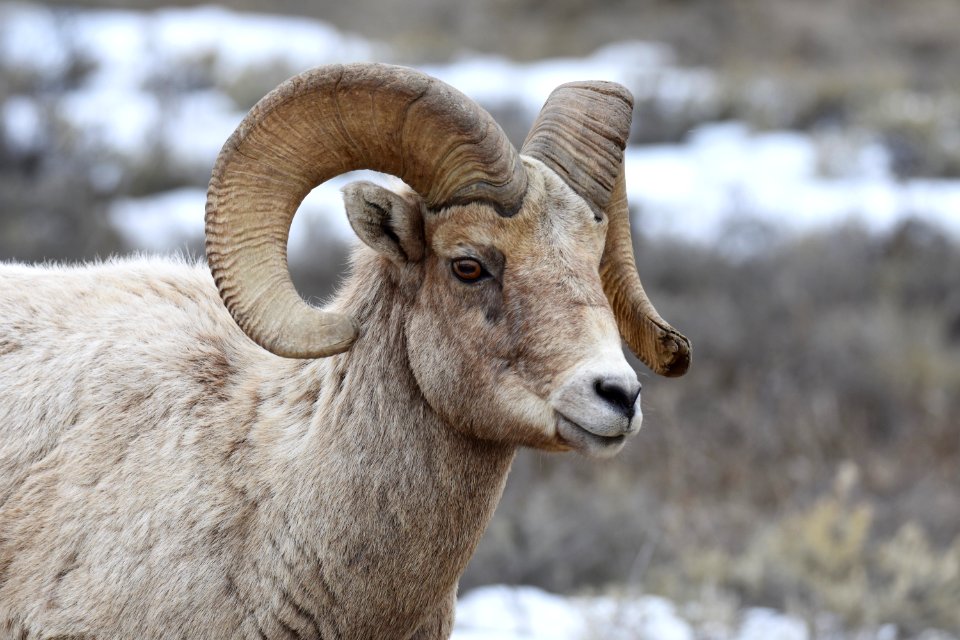 Bighorn Sheep Ram