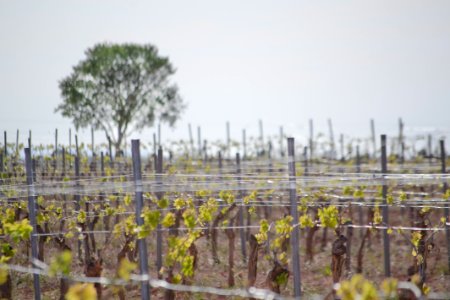 Viñedo espaldera Abril 2015