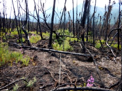 Current Creek Fire regrowth