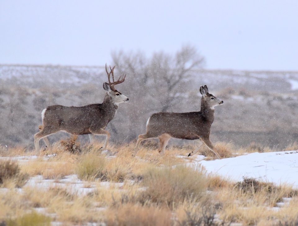 Mule Deer at Seedskadee National Wildlife Refuge