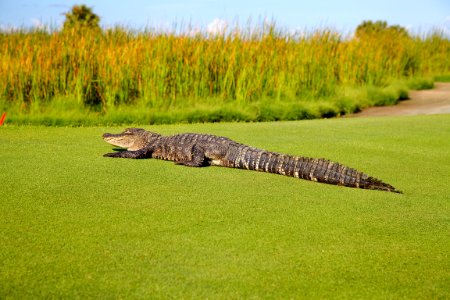 Gator at The Ocean Course, Kiawah Island, SC